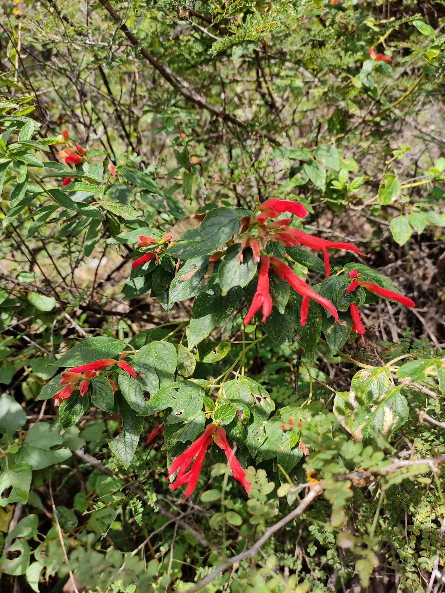 Salvia pubescens